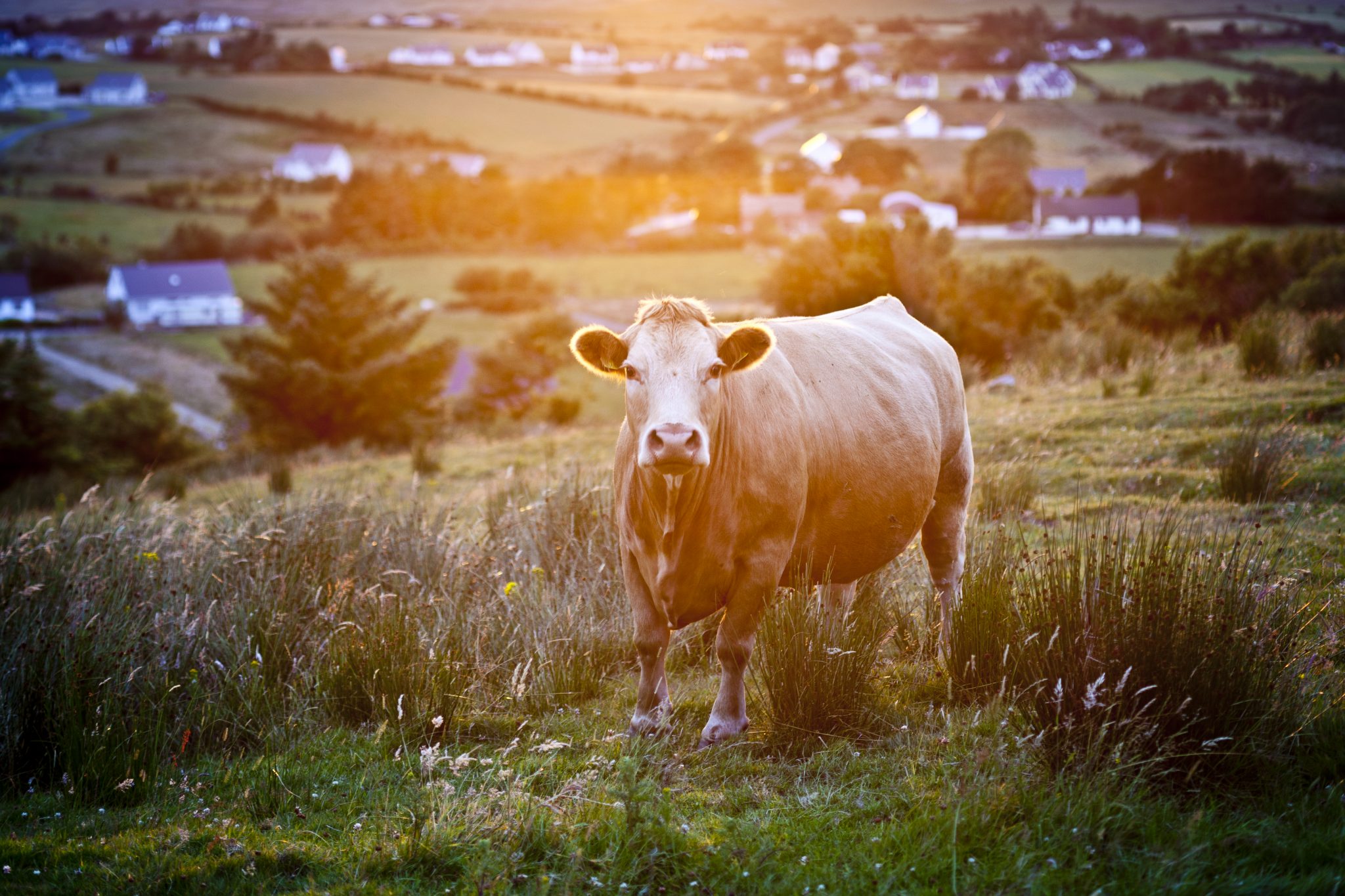 Quintessential Brands Pioneering Spirits Since 1761